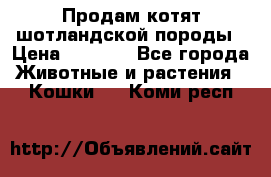 Продам котят шотландской породы › Цена ­ 2 000 - Все города Животные и растения » Кошки   . Коми респ.